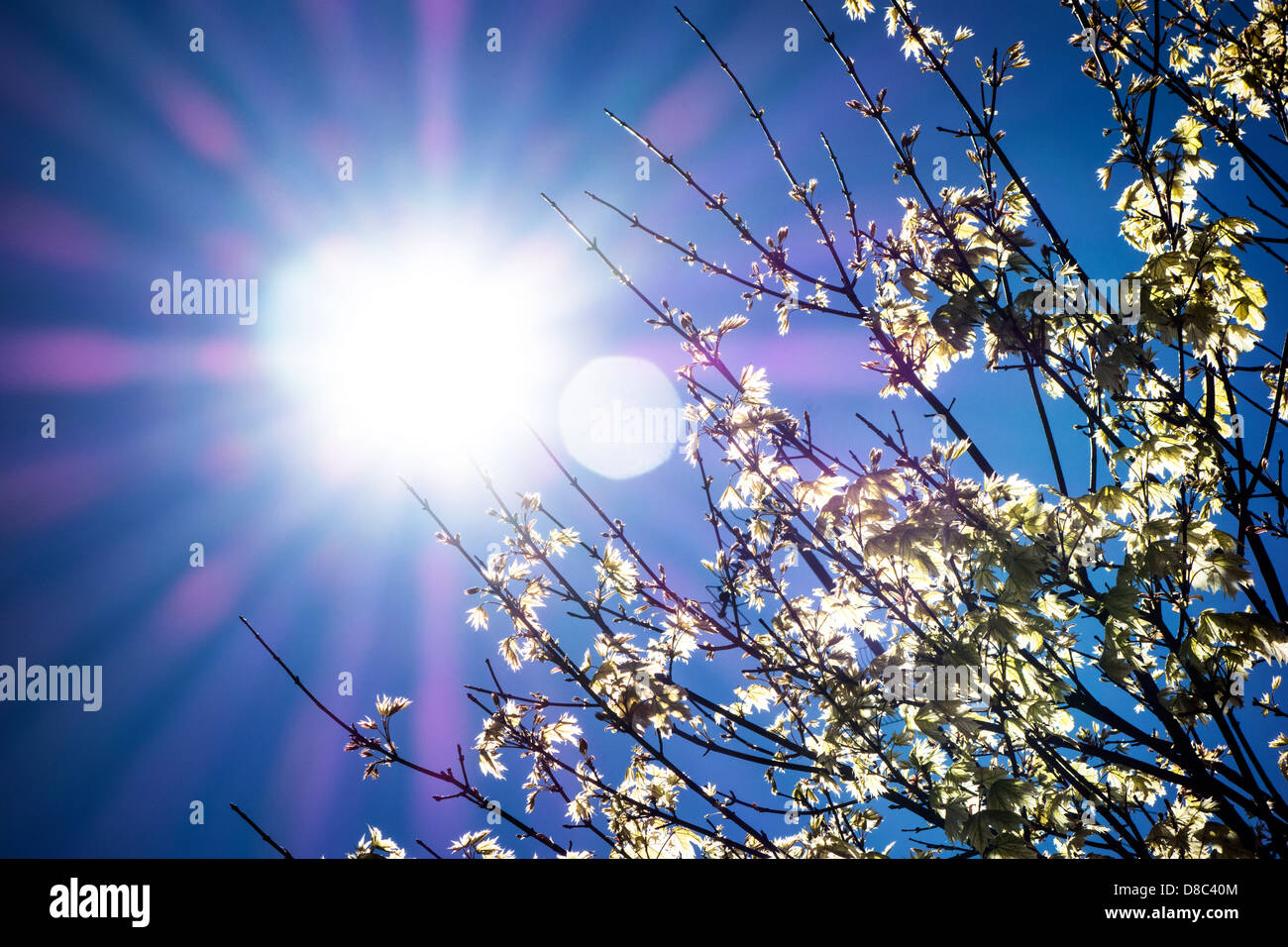 The sun in a clear blue sky seen through the young leaves of a maple tree Stock Photo