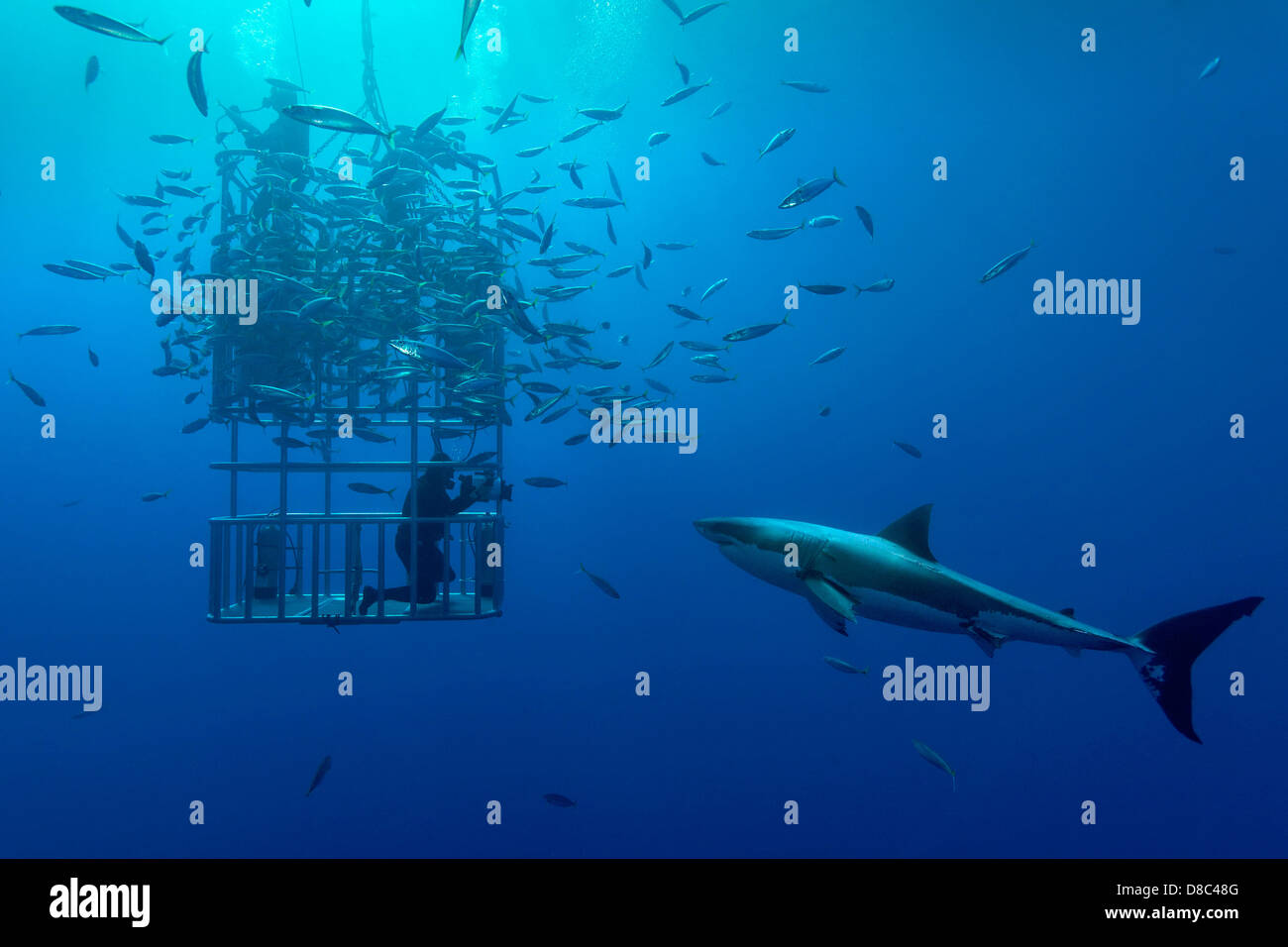 Great White Shark (Carcharodon carcharias), school of fish and divers in cage, Guadalupe Island, Mexico, underwater shot Stock Photo