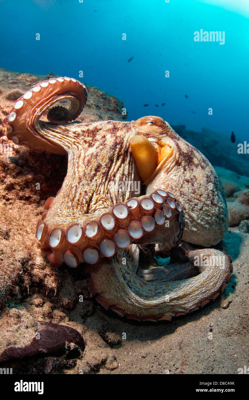 Common octopus (Octopus vulgaris), Morro del Jable, Fuerteventura, Canary Islands, underwater shot Stock Photo