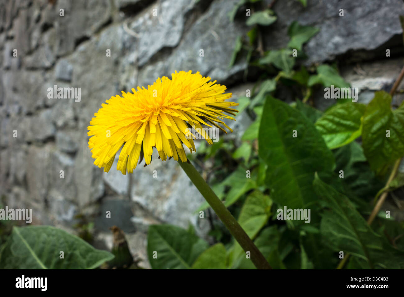 A perfect dandelion flower Stock Photo
