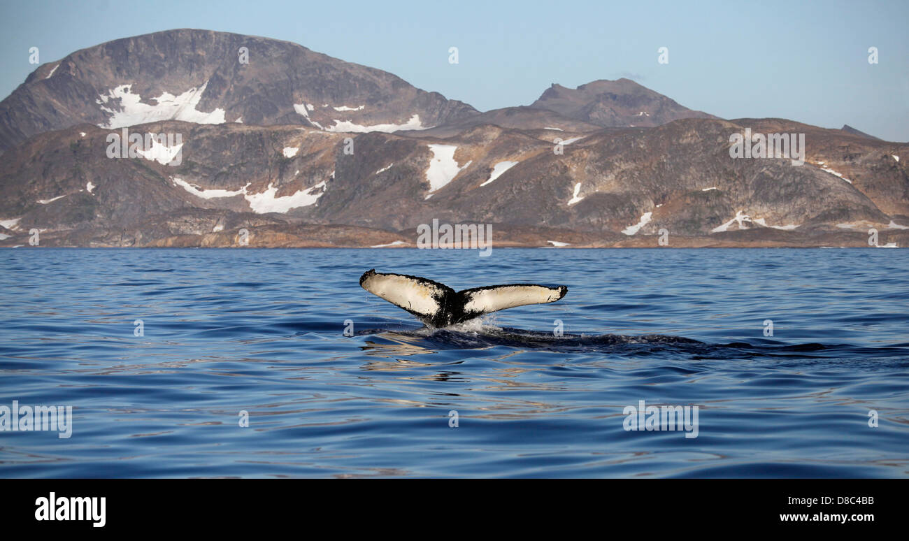 Tail fin of a Humpback whale (Megaptera novaeangliae), Greenland Stock Photo