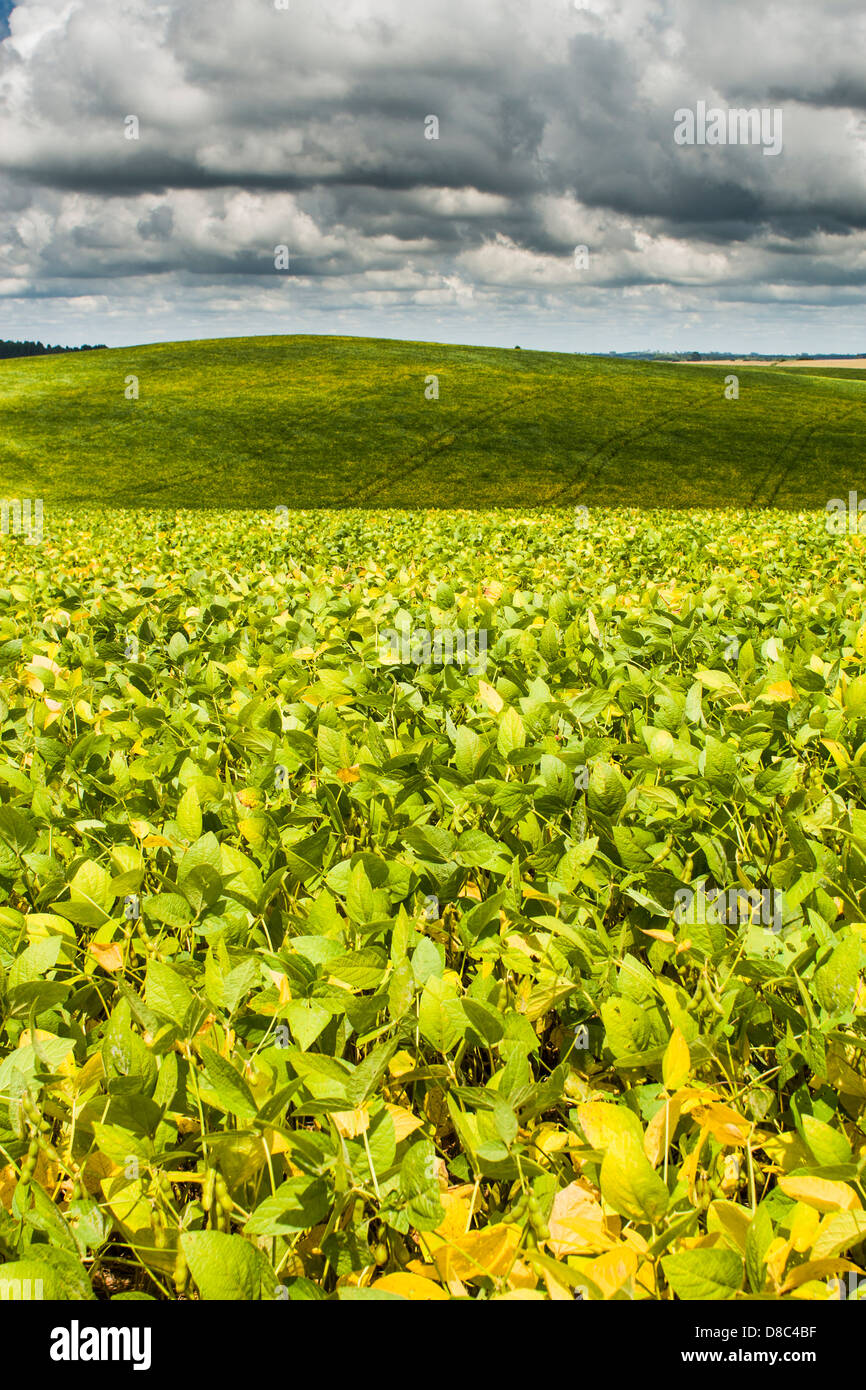 Soya Bean Plantation High Resolution Stock Photography and Images - Alamy