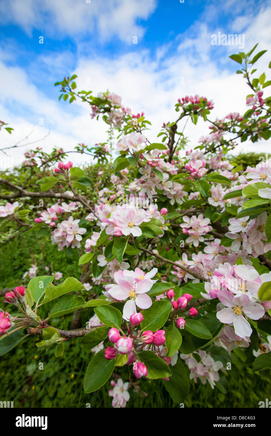 Apple blossom in a wildlife friendly garden. Stock Photo