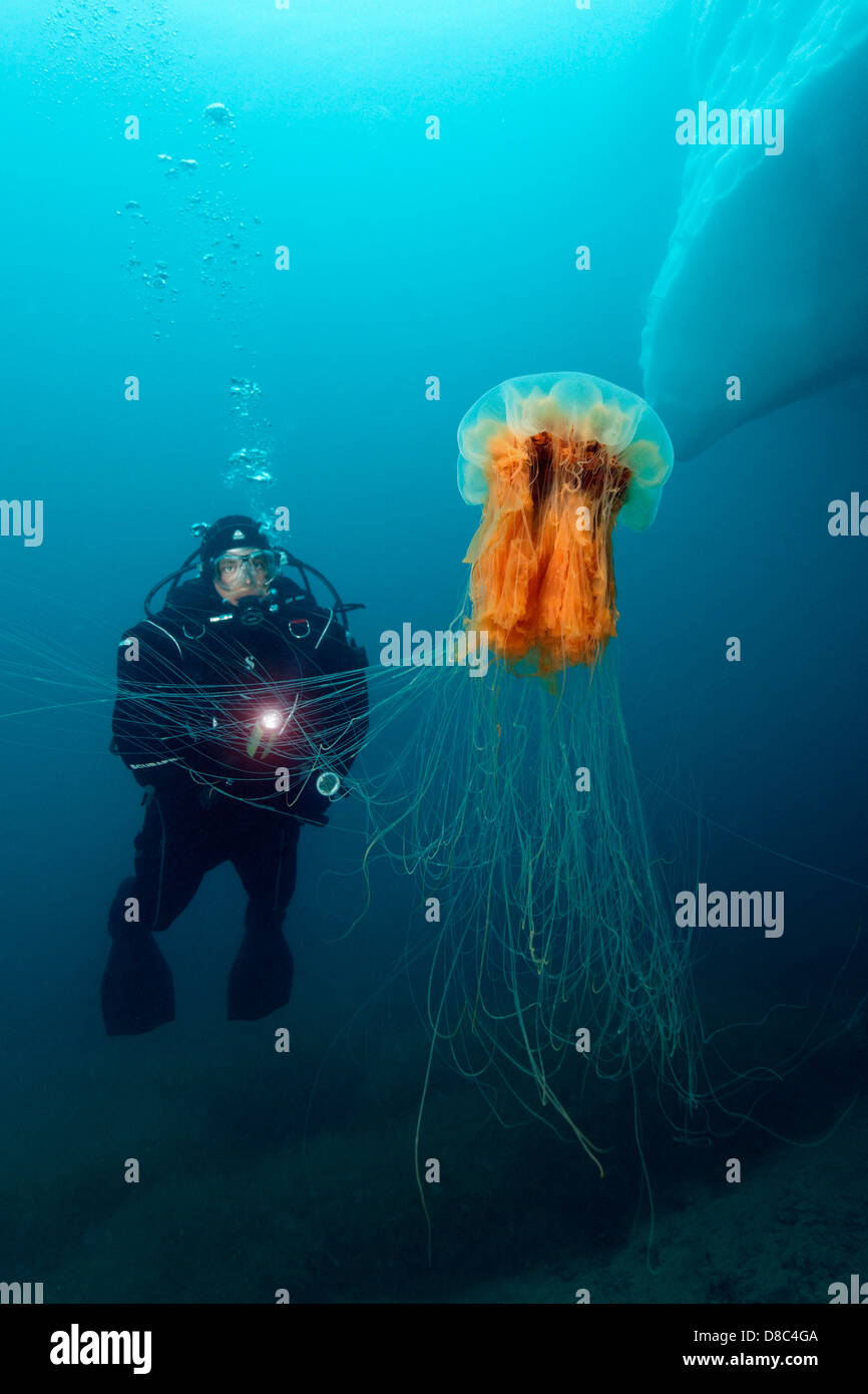Lion's mane jellyfish (Cyanea capillata) with diver, near Kulusuk, Greenland, underwater shot Stock Photo
