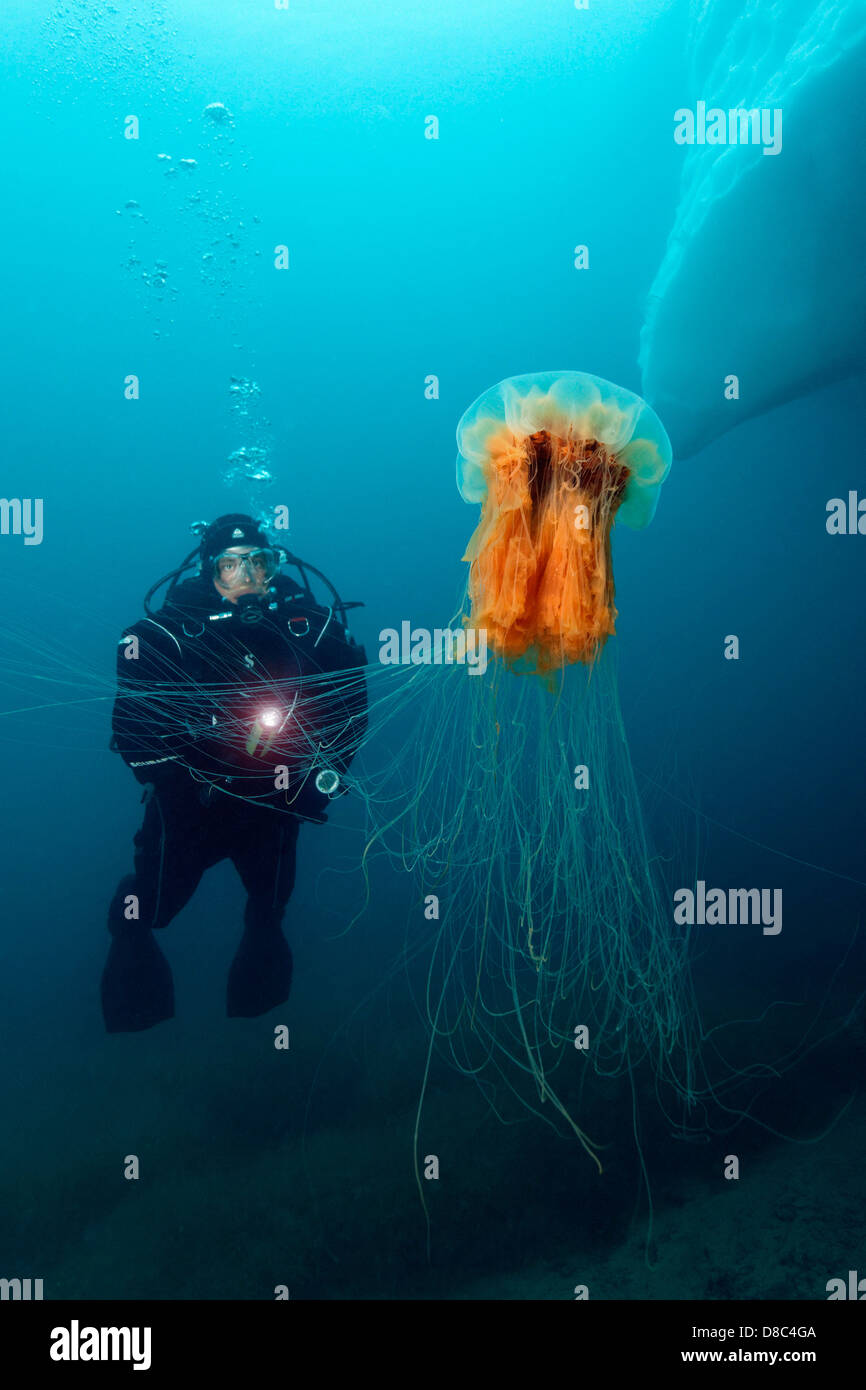 Lion s Mane Jellyfish Cyanea Capillata With Diver Near Kulusuk 
