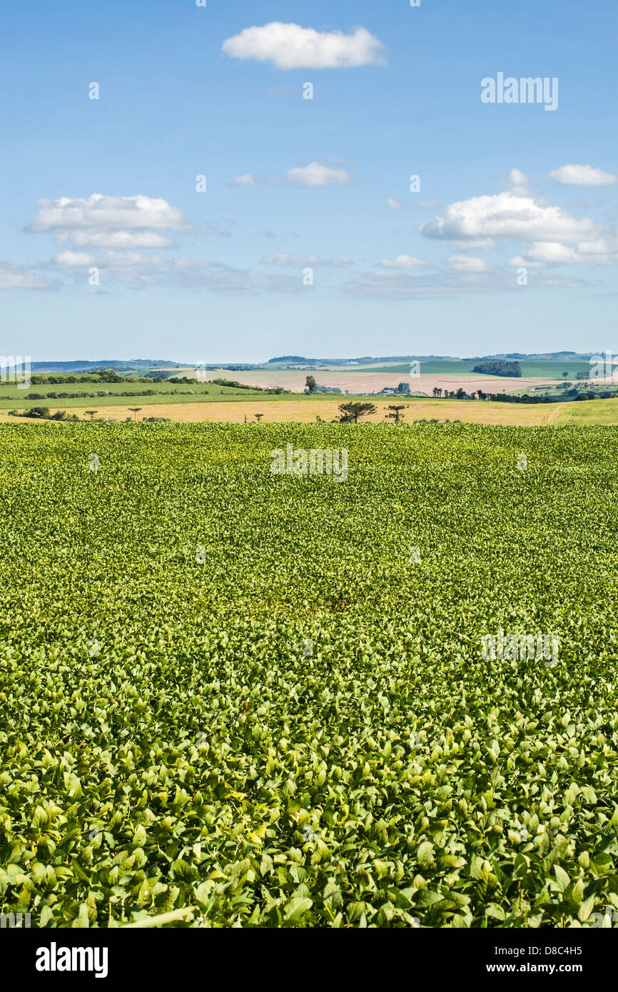 Soy bean plantation brazil hi-res stock photography and images - Alamy