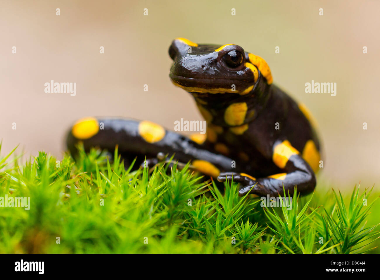 Fire Salamander (Salamandra salamandra) Stock Photo