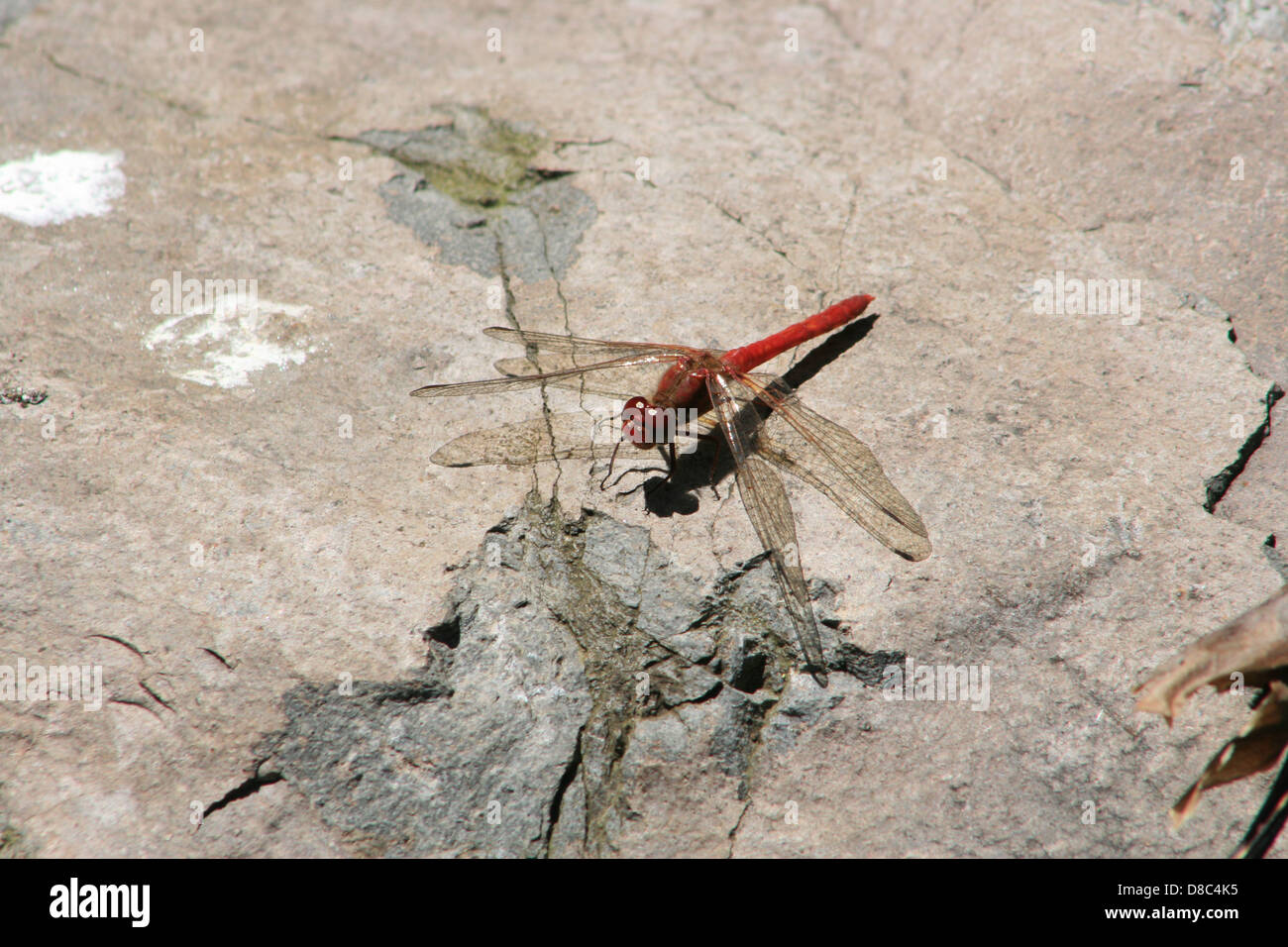 Rock bug hi-res stock photography and images - Alamy