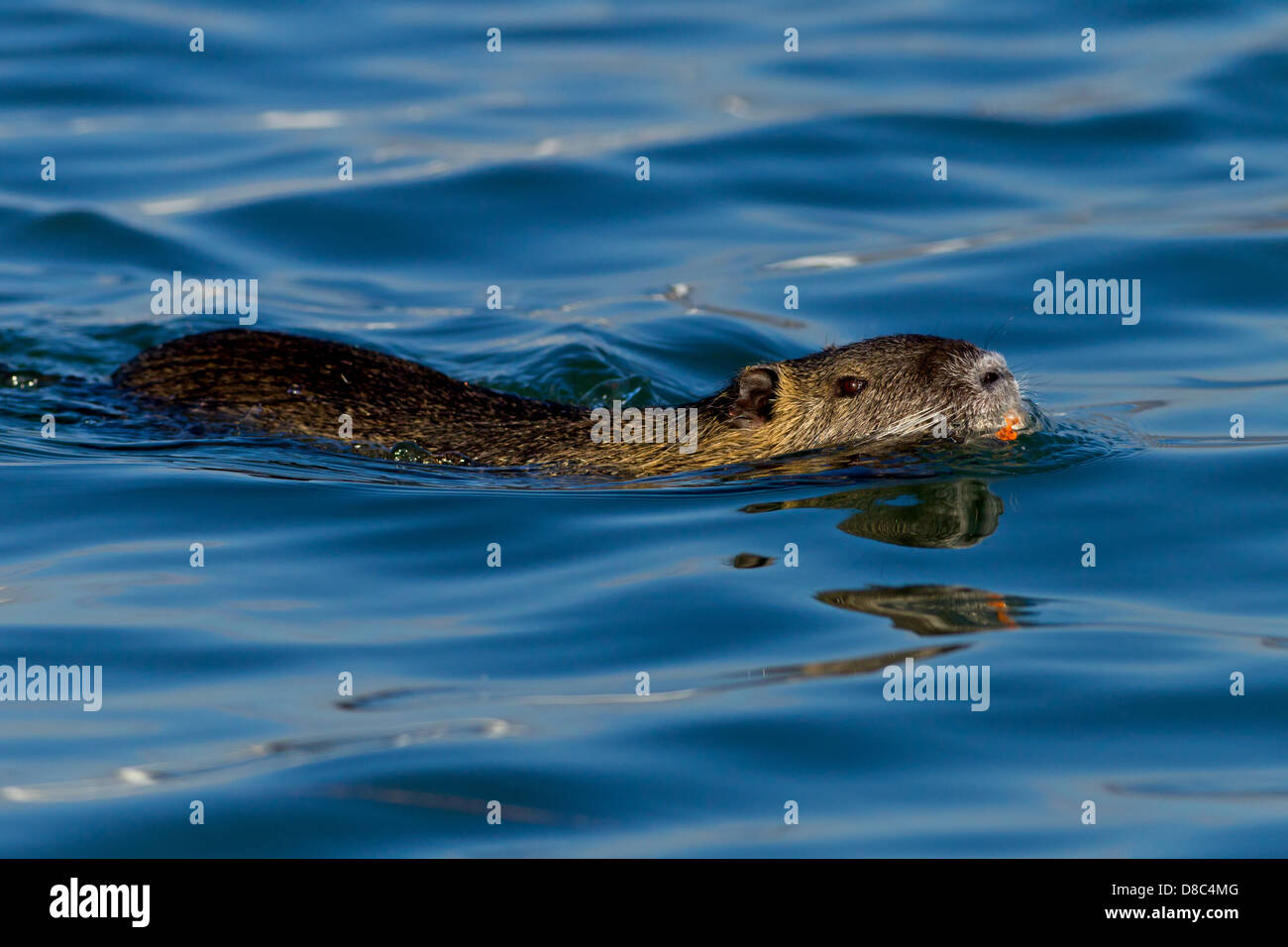 Swiming Nutria (Myocastor coypus) Stock Photo