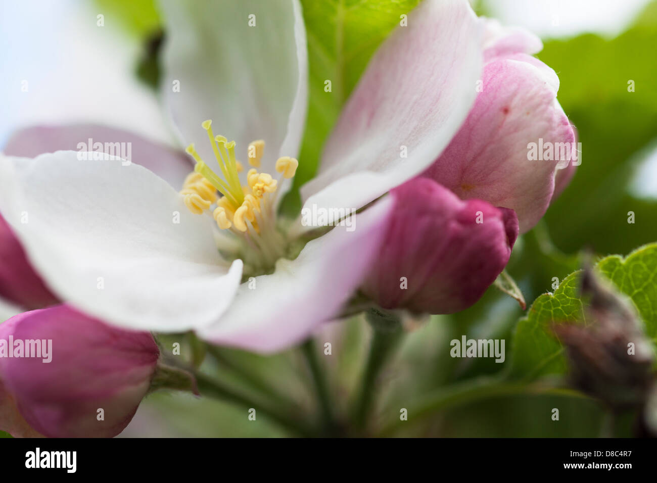 Apple blossom in a wildlife friendly garden. Stock Photo