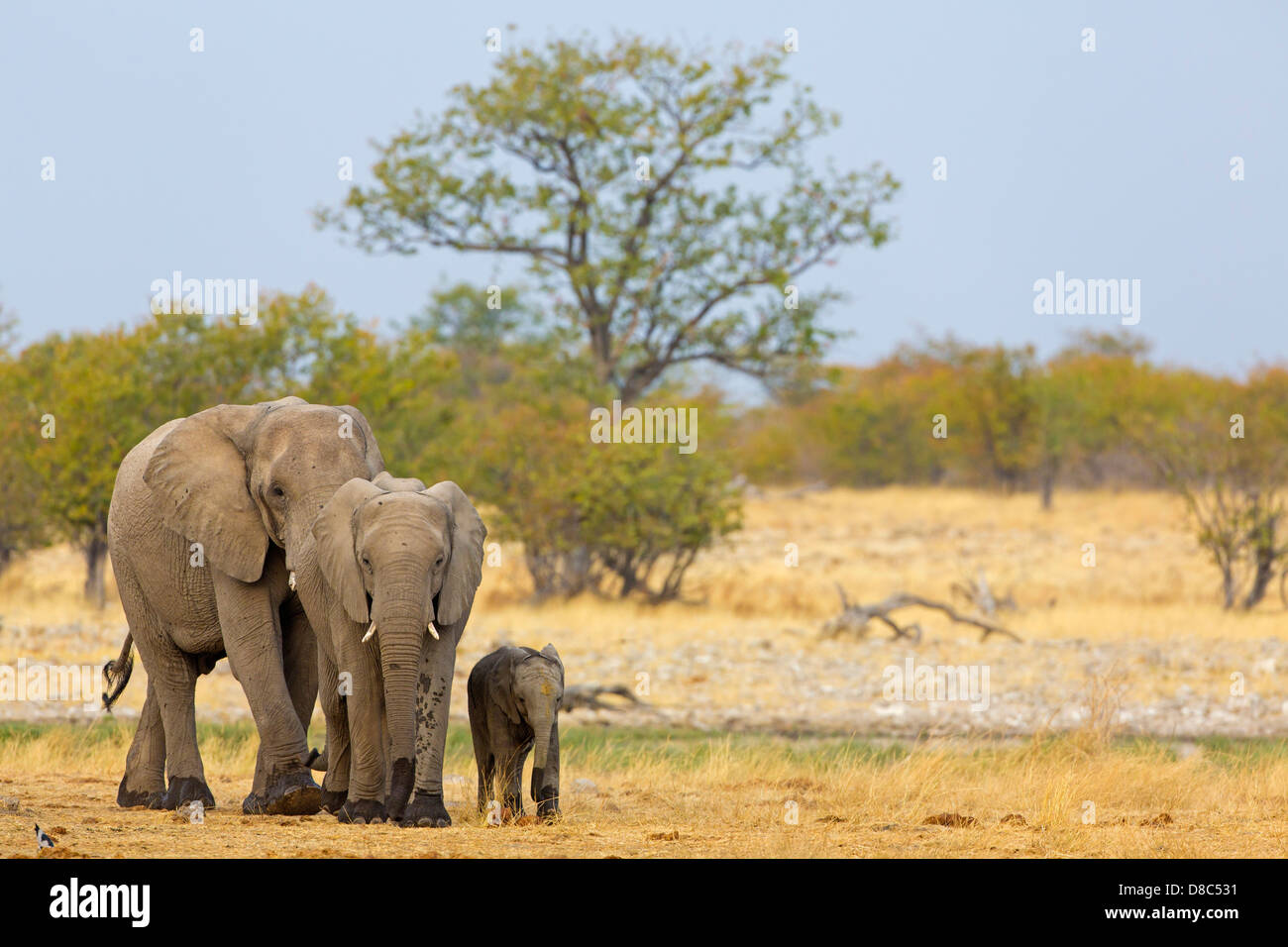 Group of African Bush Elephants (Loxodonta africana), Rietfontein, Namibia Stock Photo