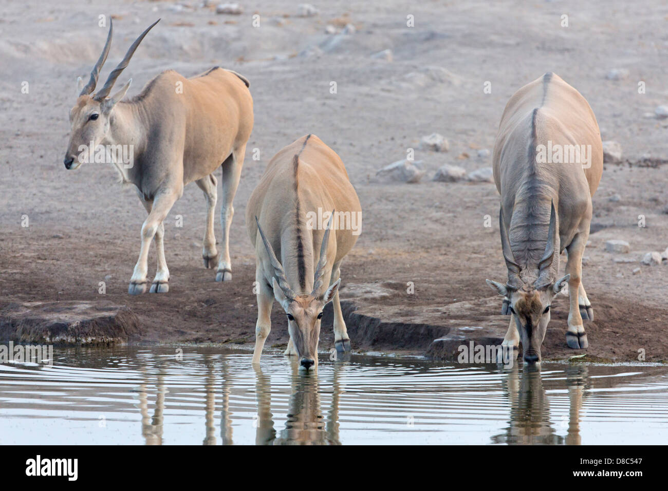 Three Elands (Taurotragus oryx), Chudop Waterhole, Namibia Stock Photo