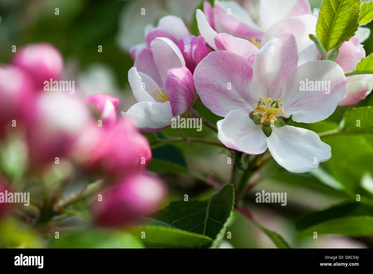 Apple blossom in a wildlife friendly garden. Stock Photo