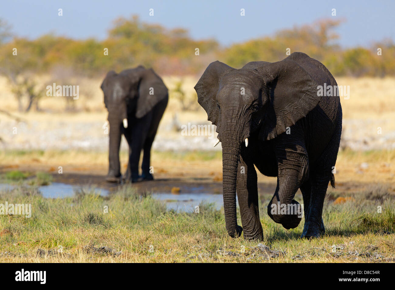 Two African Bush Elephants (Loxodonta africana) Rietfontein, Namibia Stock Photo