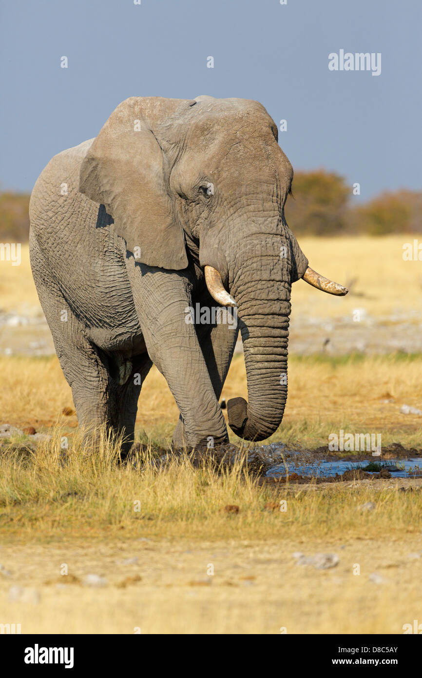 African Bush Elephant (Loxodonta africana), Rietfontein, Namibia Stock Photo