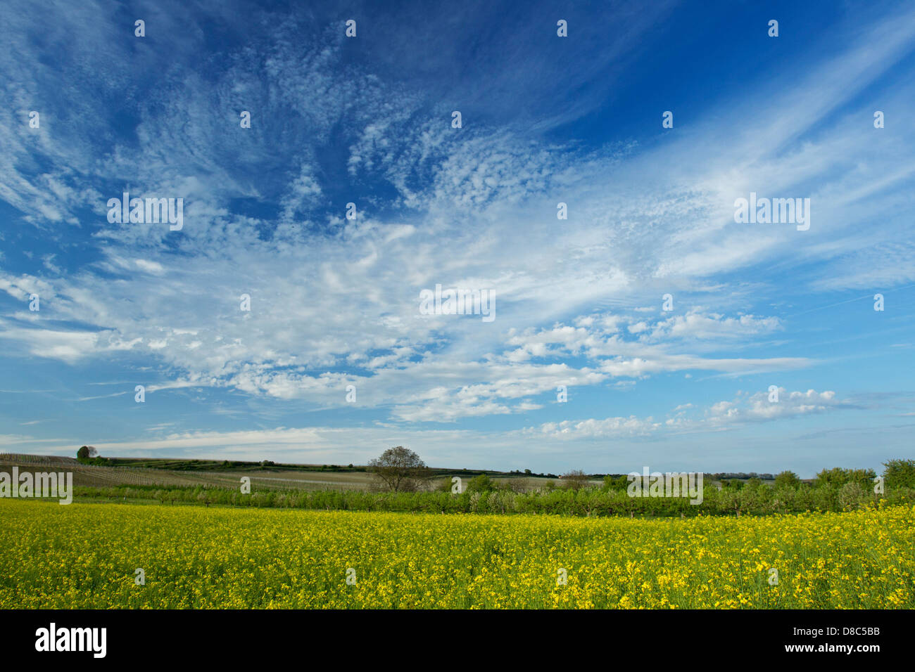 Meadow landscape in spring, Bad Duerkheim Stock Photo - Alamy