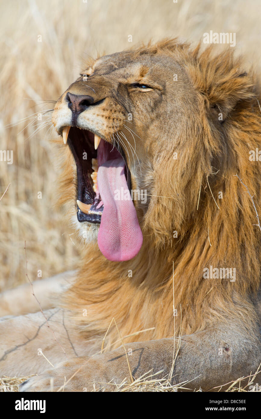 Lion tongue hi-res stock photography and images - Alamy