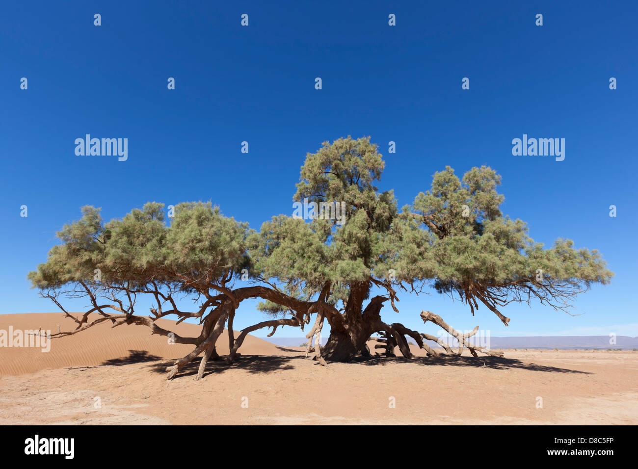 A single Tamarisk tree (Tamarix articulata) in the Sahara desert against clear blue sky. Stock Photo