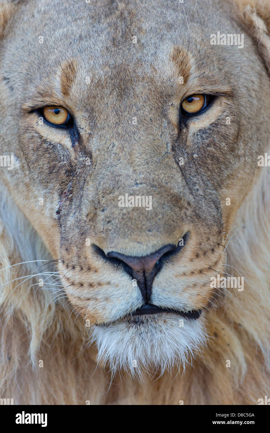 Full male lion face portrait hi-res stock photography and images - Alamy