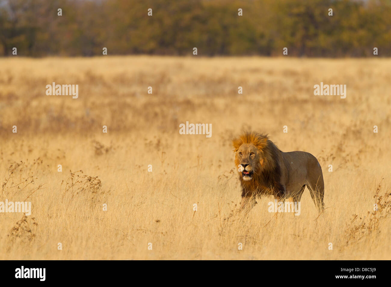 Lion (Panthera leo), Rietfontein, Namibia Stock Photo
