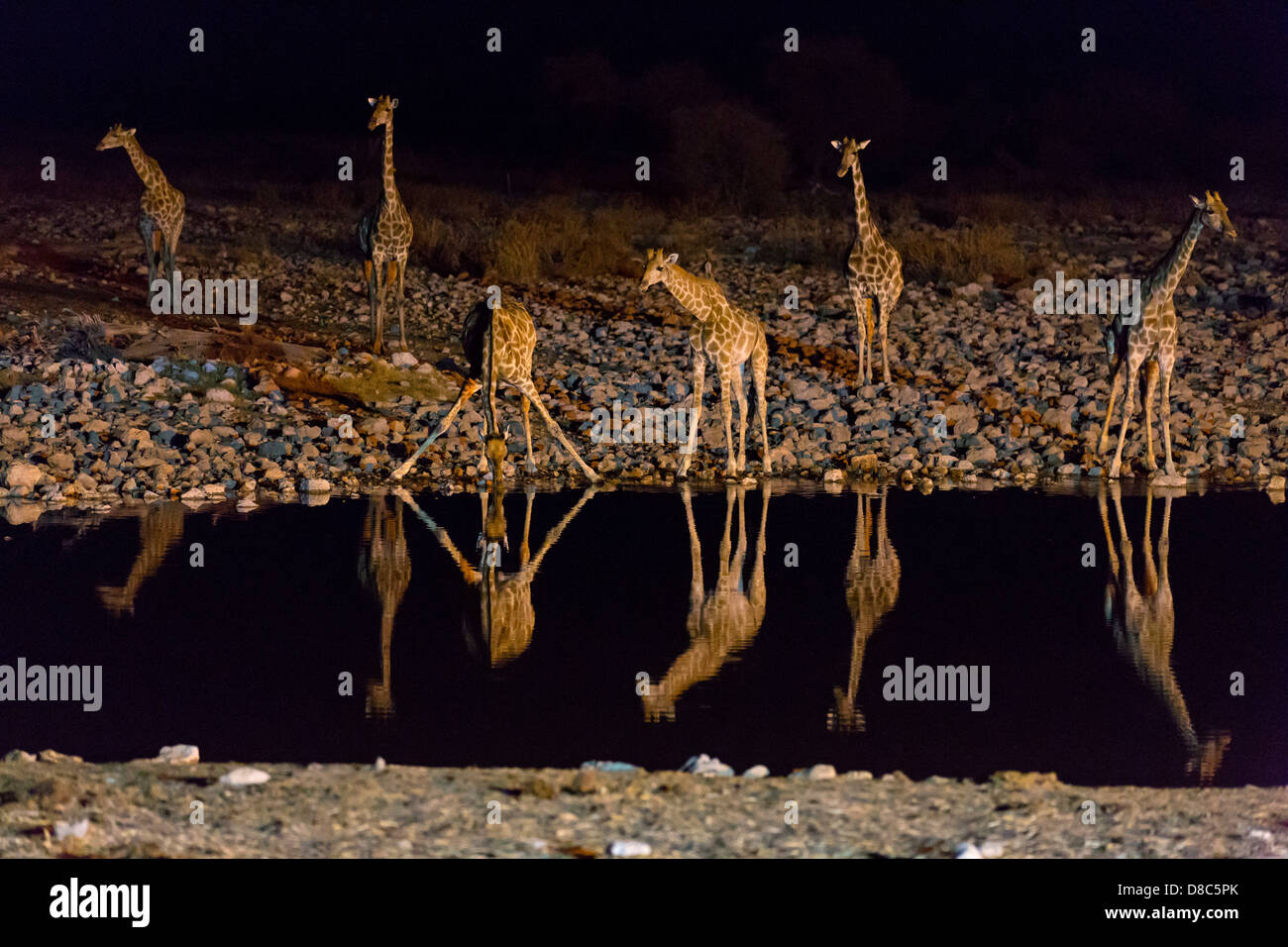 Group of giraffes hi-res stock photography and images - Alamy