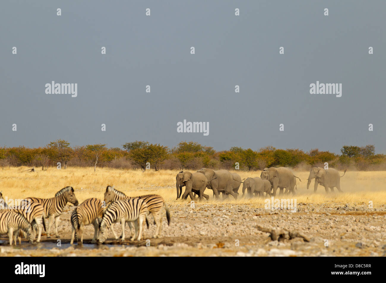 Elephants and zebras at waterhole, Rietfontein, Namibia Stock Photo
