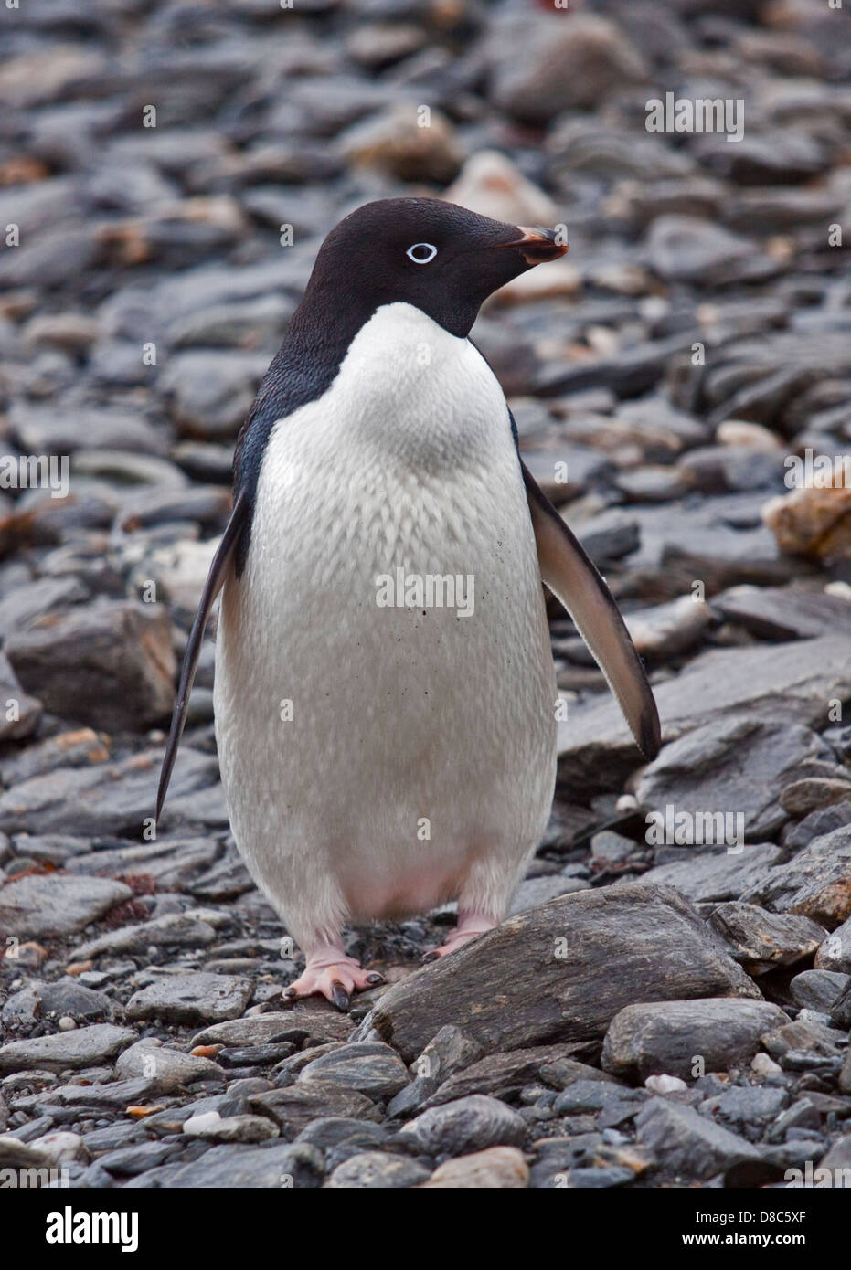 Adelie Penguin (pygoscelis adeliae), Shingle Cove, Coronation Island, South Orkneys Stock Photo