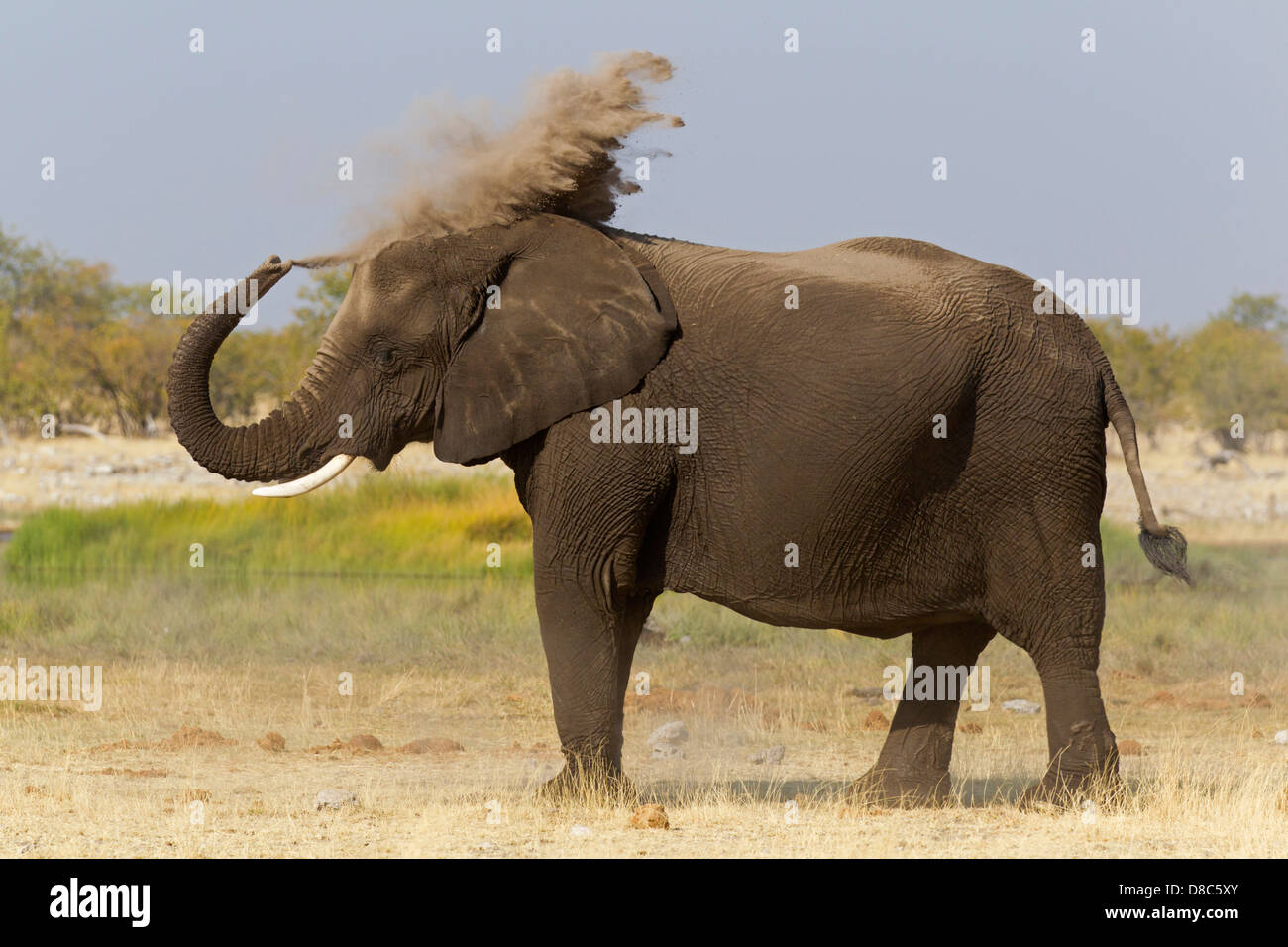 African Bush Elephant (Loxodonta africana), Rietfontein, Namibia Stock Photo
