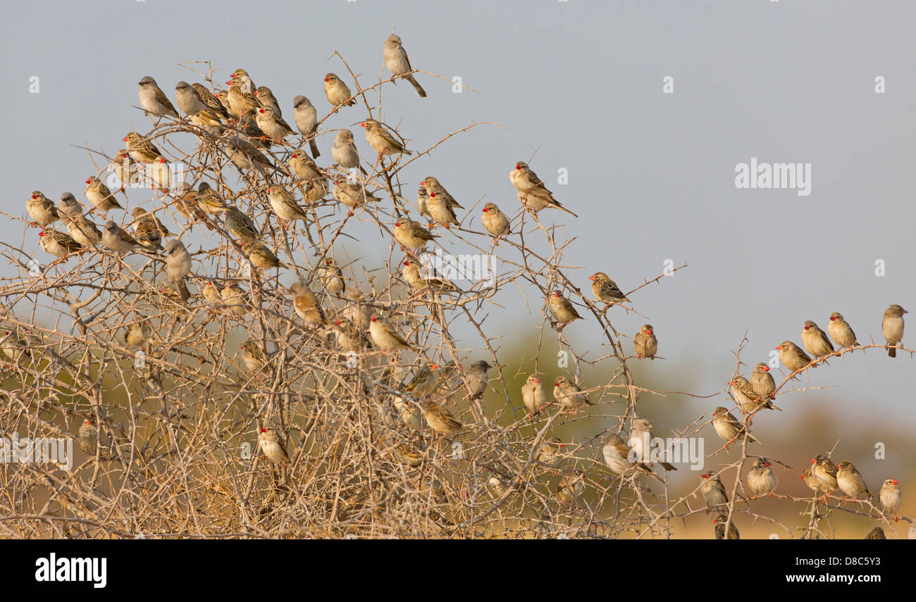 Flock of Red-billed Queleas (Quelea quelea) in shrub, Kalkheuwel Waterhole, Namibia Stock Photo