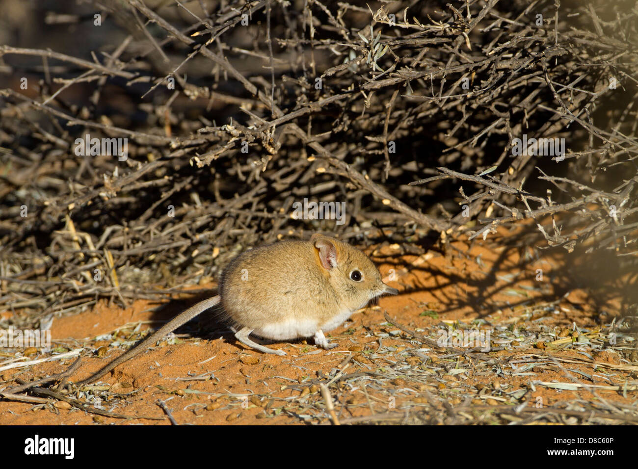Bushveld elephant shrew (Elephantulus intufi), Nossob Riverbed