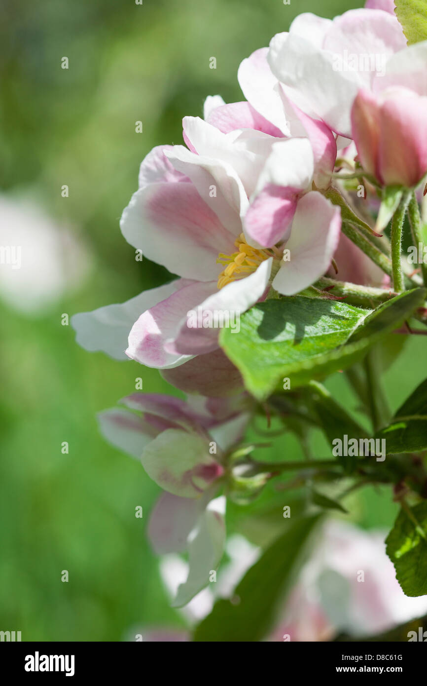 Apple blossom in a wildlife friendly garden. Stock Photo