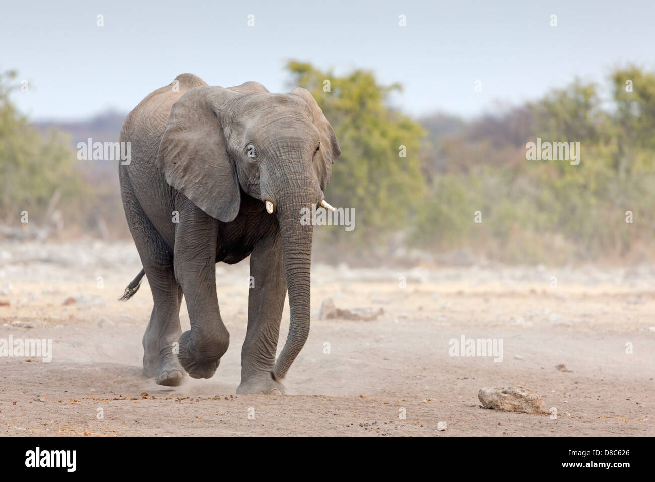 African Bush Elephant (Loxodonta africana), Chudop Waterhole, Namibia Stock Photo