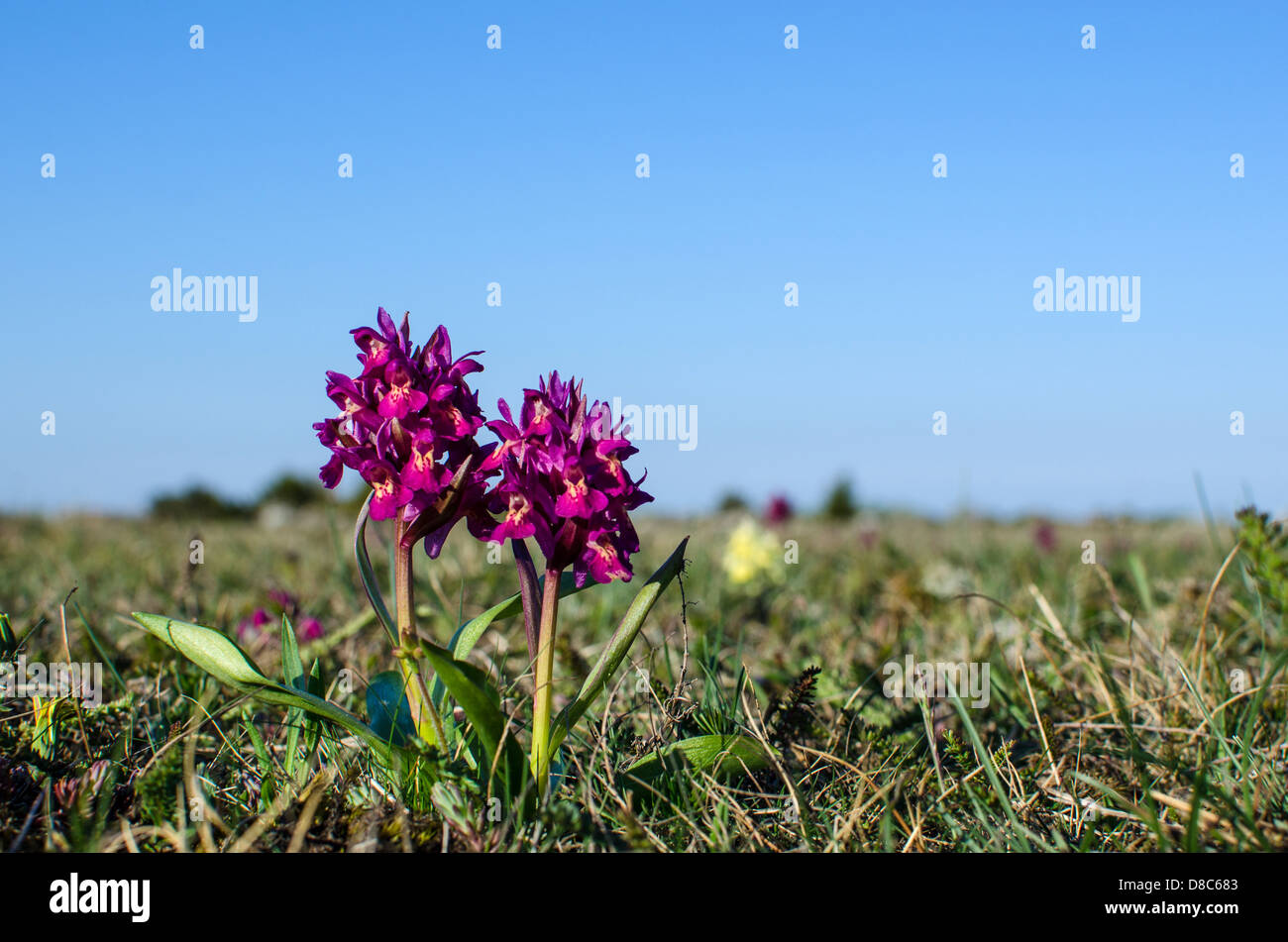 Pair of Elder flowered orchids at the island Oland in Sweden Stock Photo