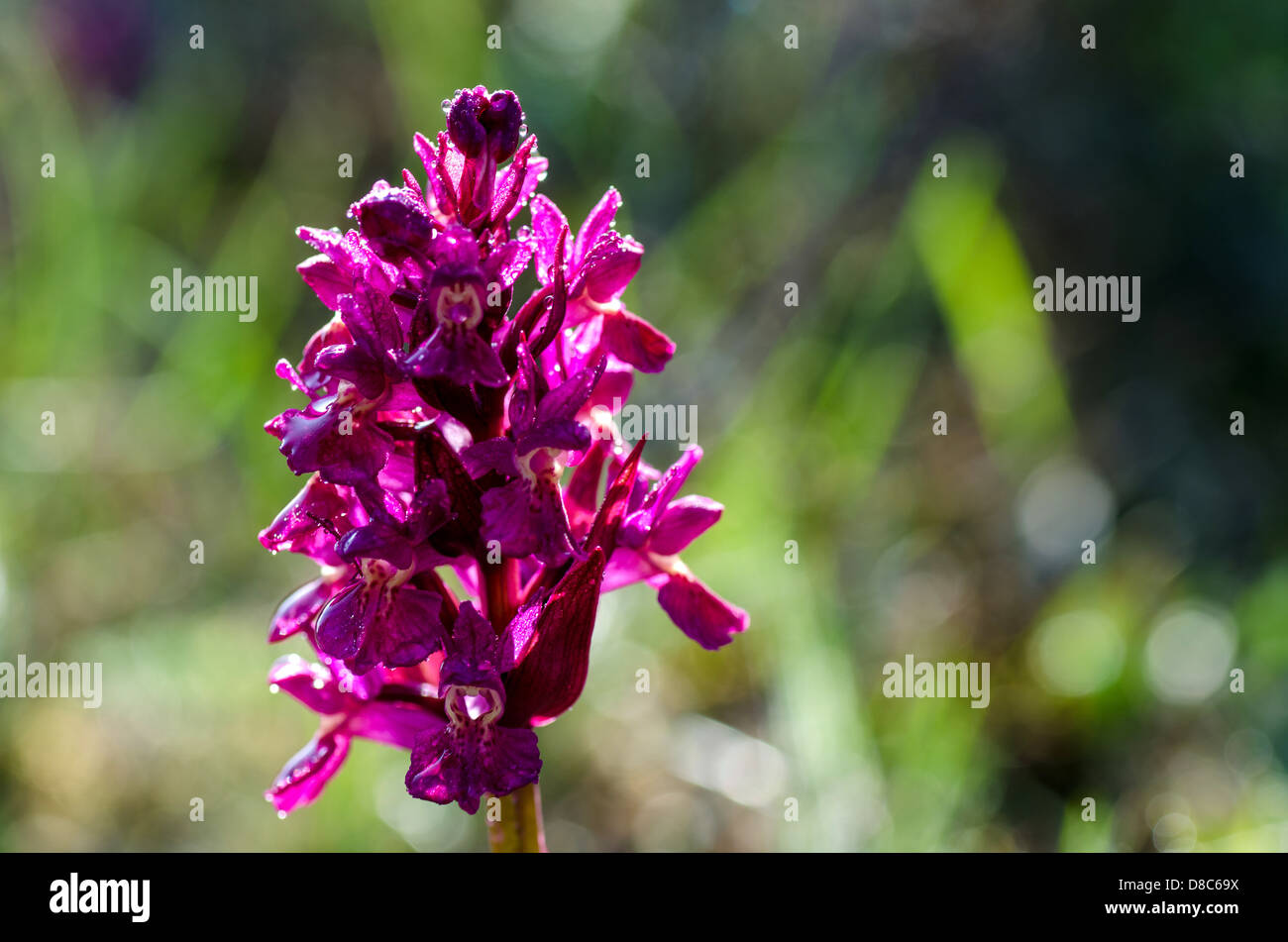 Closeup of an Eldered flower orchid with morning dew drops at the island Oland in Sweden Stock Photo