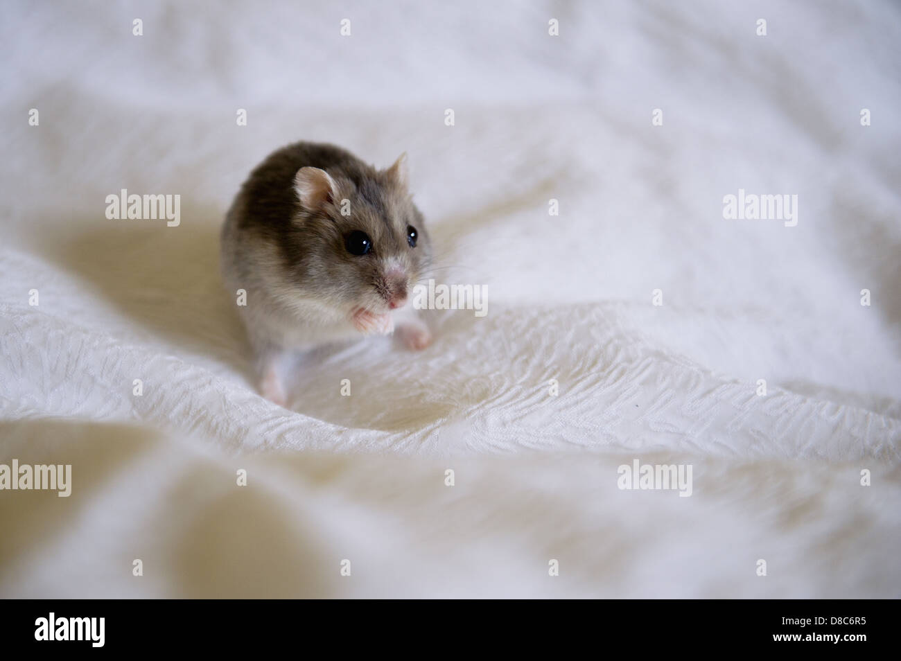 A male Russian Dwarf hamster Stock Photo Alamy
