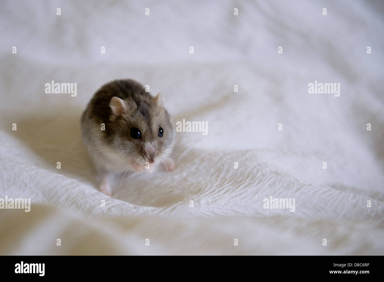 male russian dwarf hamster