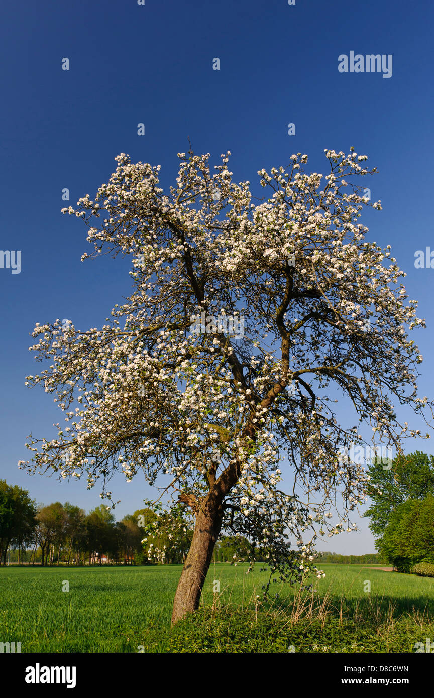 blooming apple tree, orchard, cloppenburg, niedersachsen, germany Stock Photo