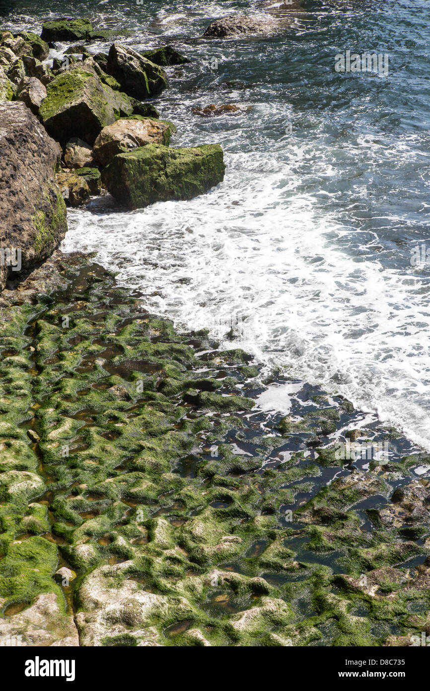 Limestone rock, Dancing Ledge, Isle of Purbeck, Dorset UK Stock Photo Alamy