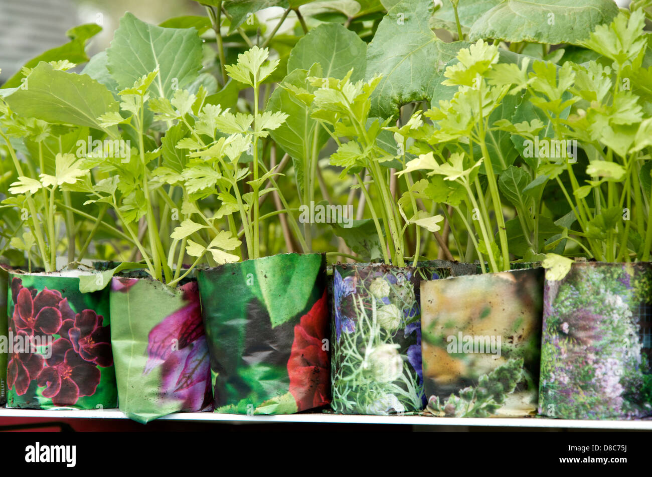 Herb and vegetables seedlings in newspaper pots on Burgon & Ball stand at RHS Chelsea Flower Show 2013, London, UK Stock Photo