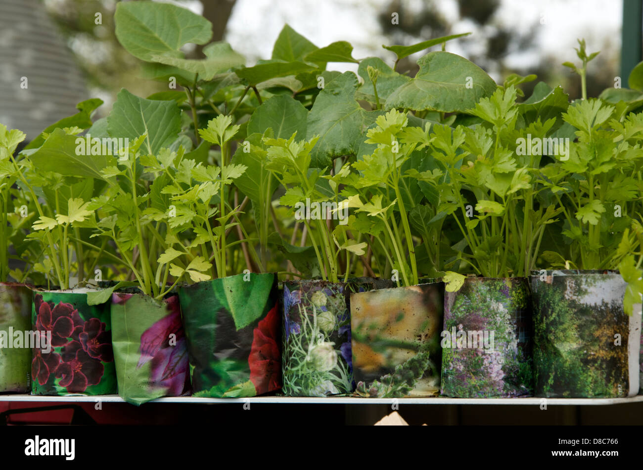 Herb and vegetables seedlings in newspaper pots on Burgon & Ball stand at Chelsea Flower Show 2013 Stock Photo