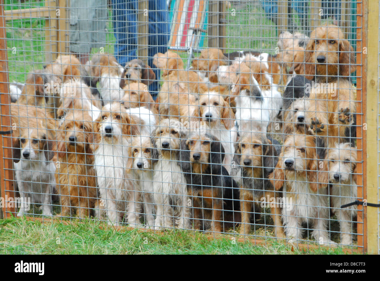 Rabbit Hounds Stock Photo Alamy