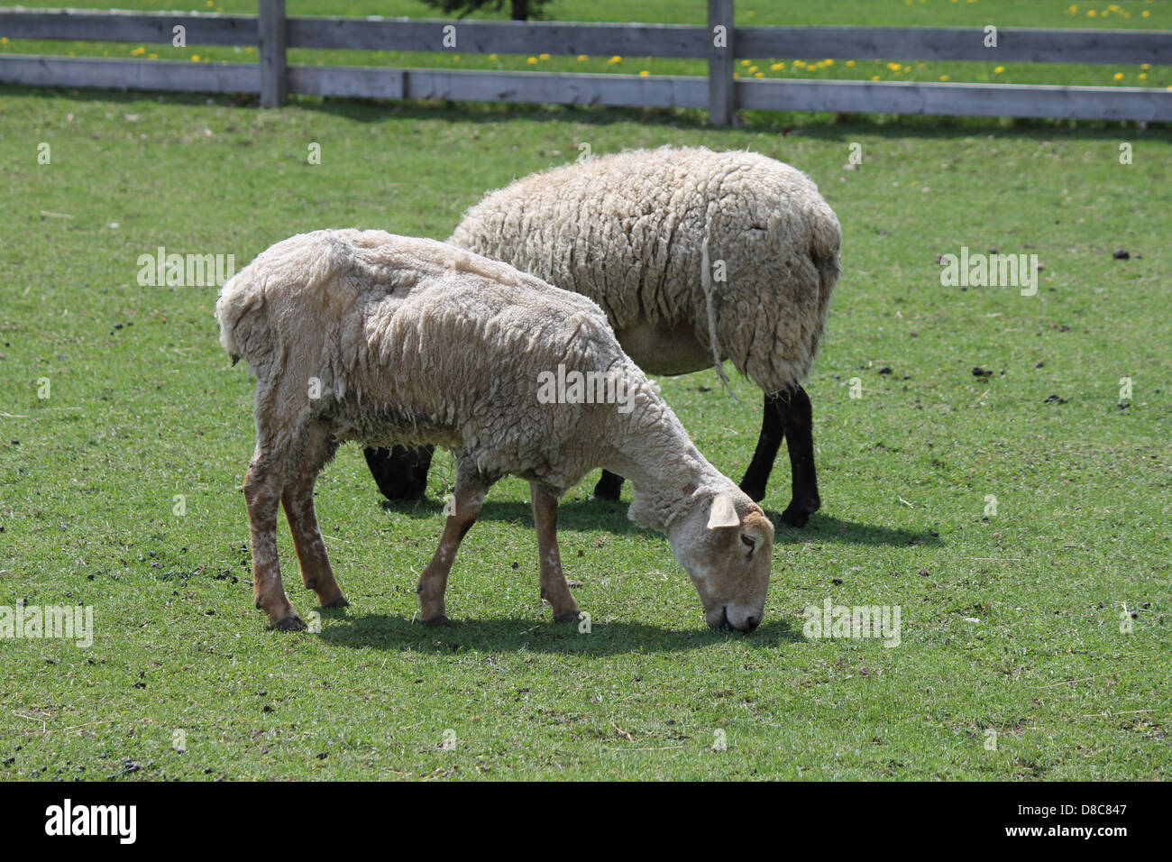 Sheep in a fenced in area of grass Stock Photo - Alamy