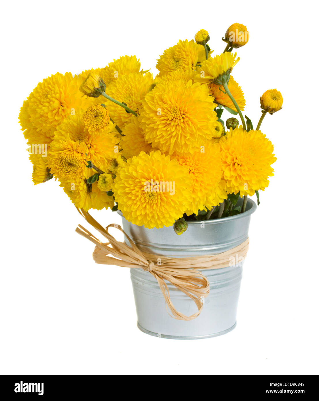 bouquet of mums in pot Stock Photo Alamy