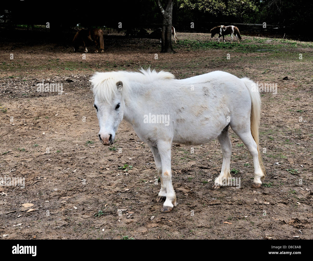 Miniature horses on a ranch in Dallas, Texas, USA Stock Photo Alamy