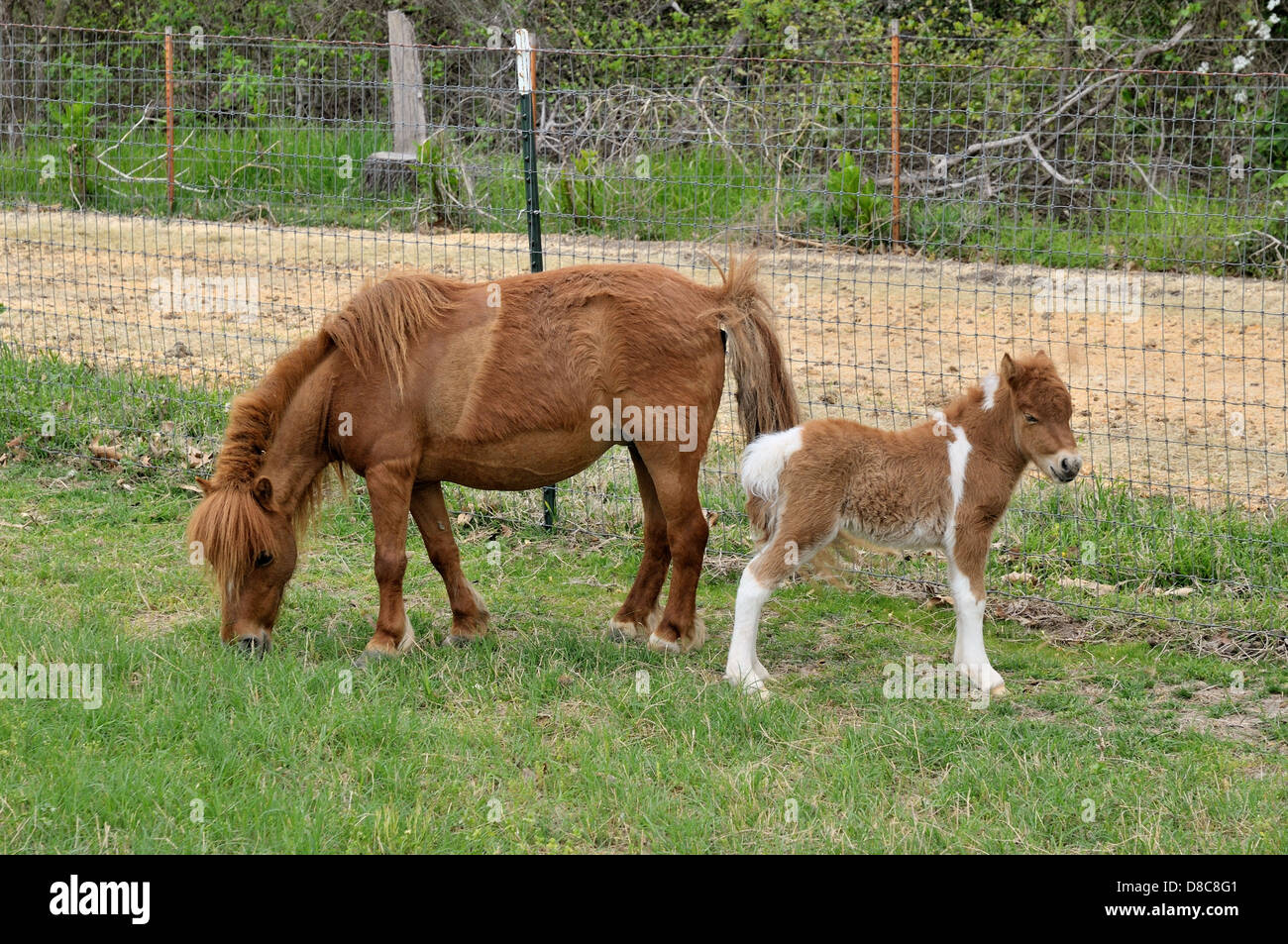 Miniature horses on a ranch in Dallas, Texas, USA Stock Photo Alamy