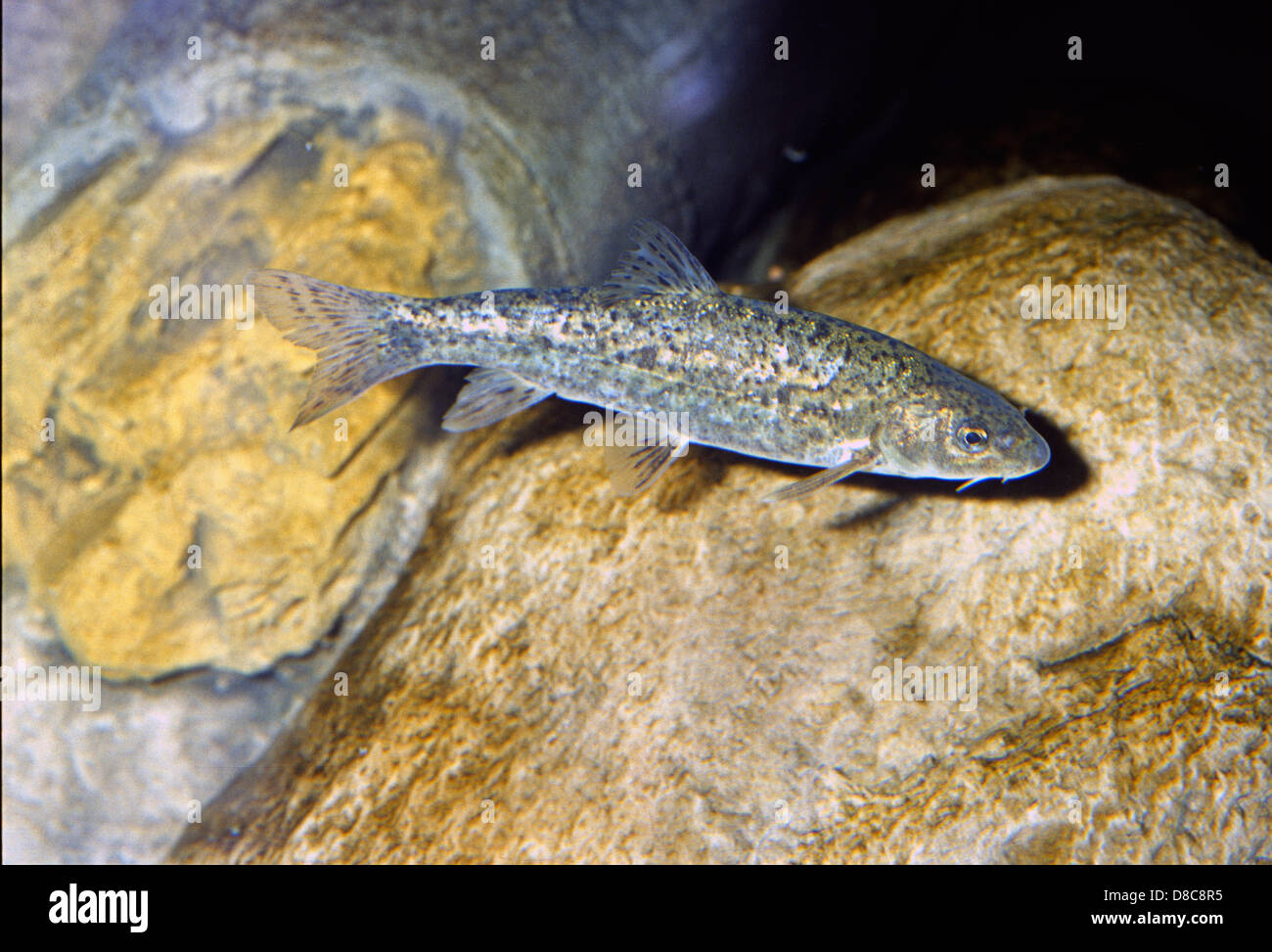 Mediterranean Barbel, Barbus meridionalis, Cyprinidae, Italy Stock Photo