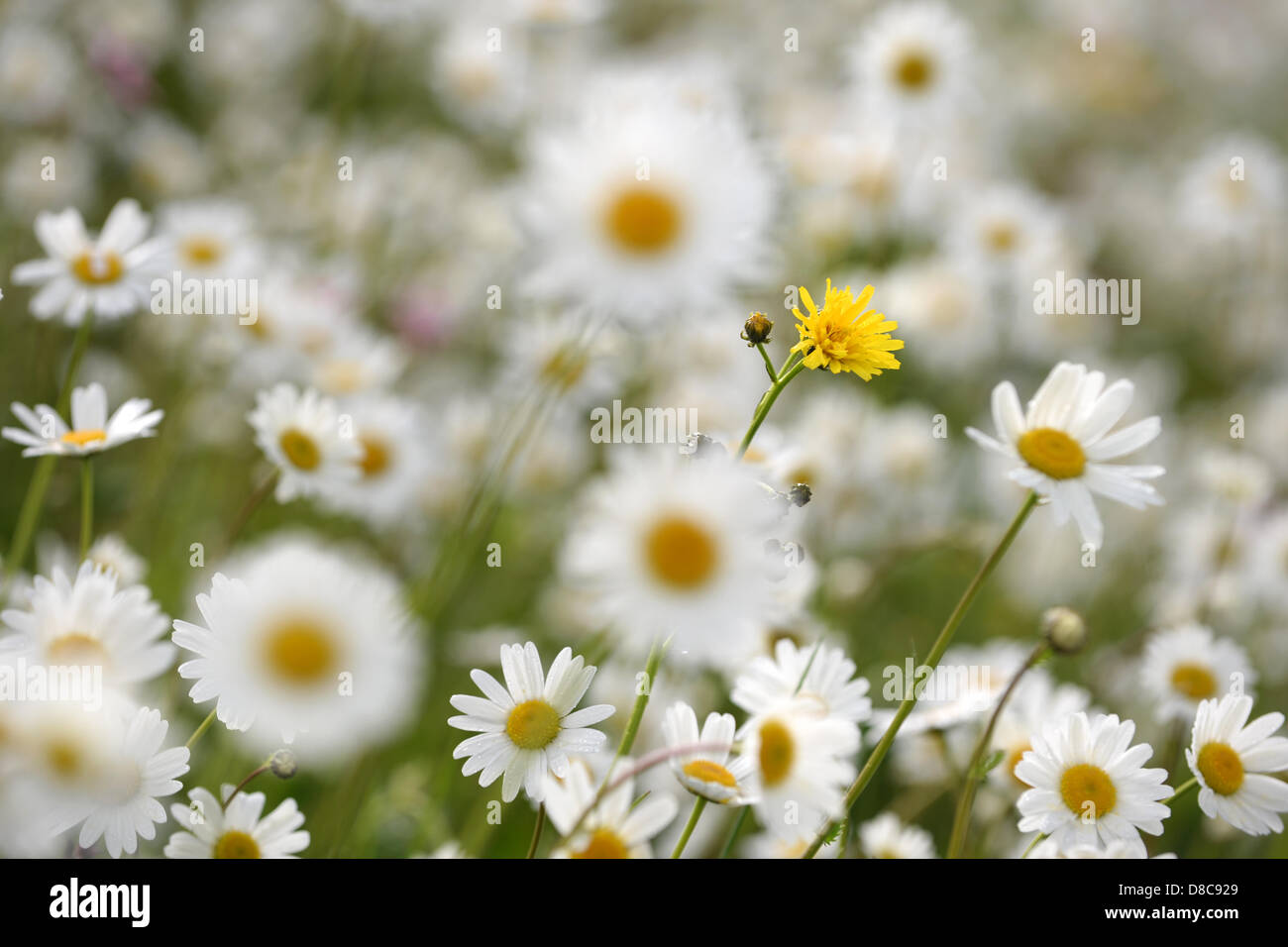 A yellow flower blooms in a sea of daisies near Ravensburg, Germany, 24 ...