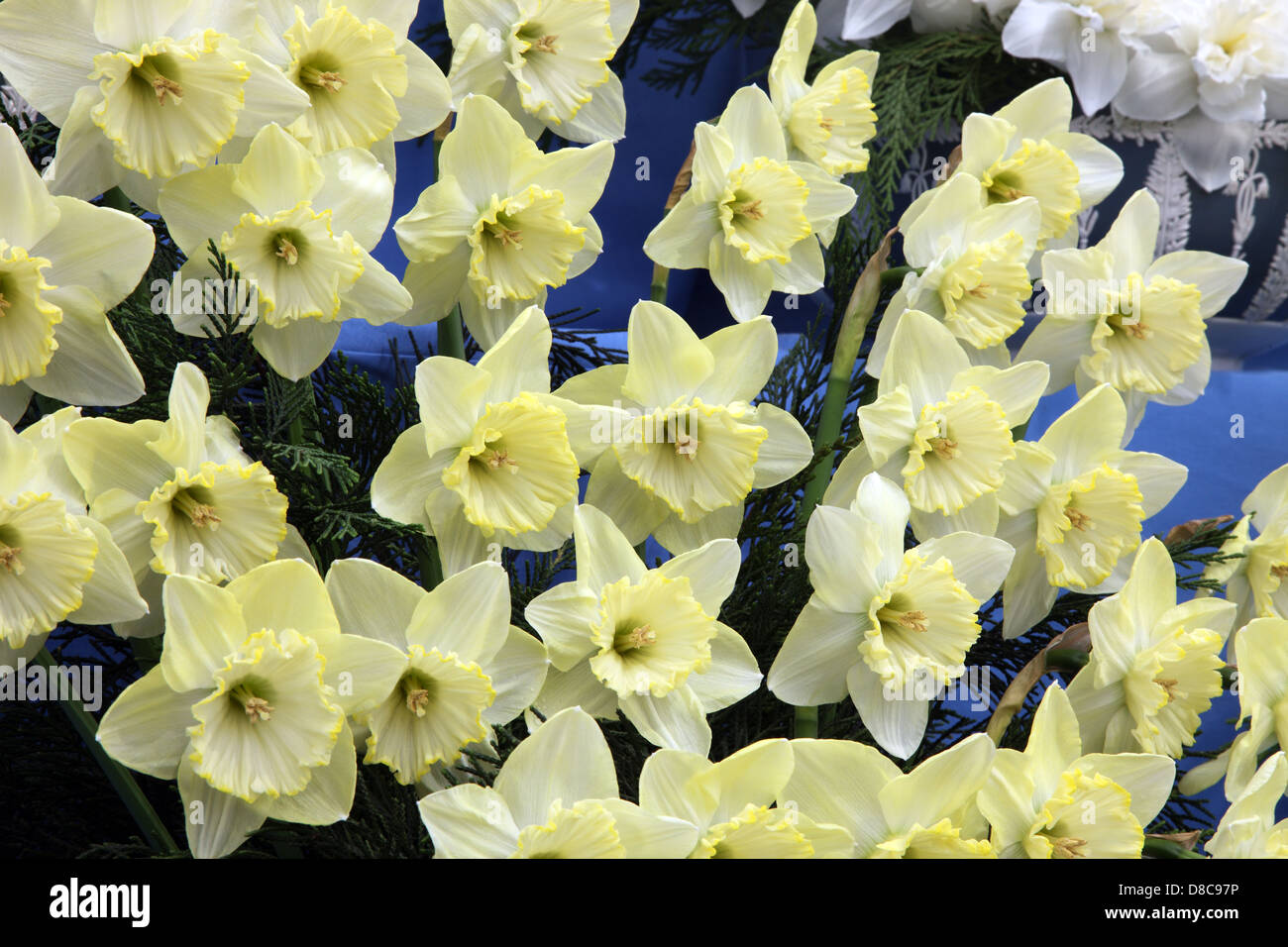 Narcissus St Patrick's Day shown at RHS Chelsea Flower Show 2013 Stock Photo