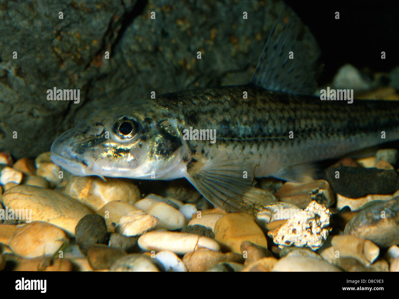 Gudgeon, Gobio gobio, Cyprinidae, Italy Stock Photo