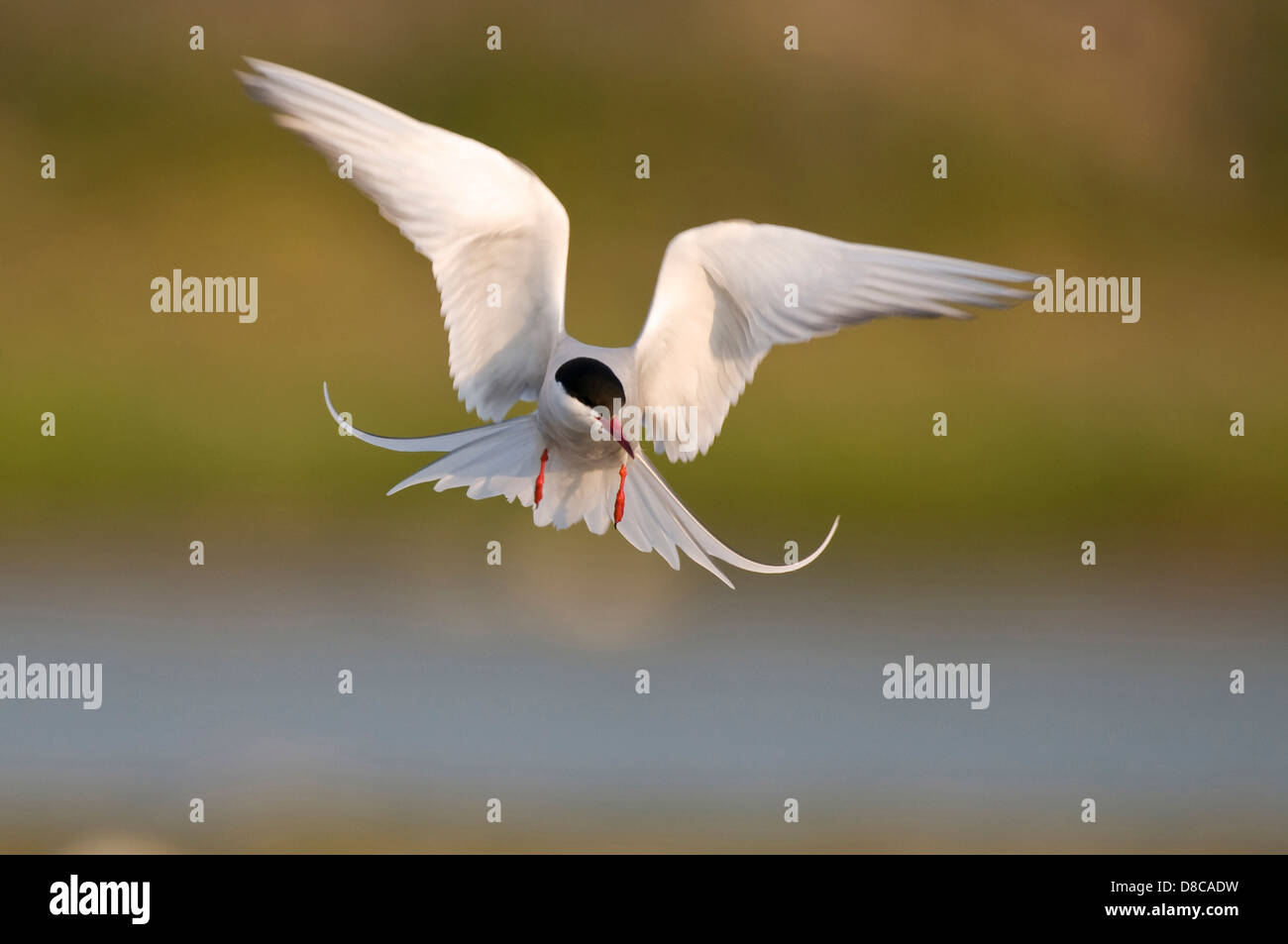 common tern, sterna hirundo, north sea, texel, netherlands Stock Photo